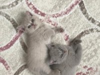 Sevimli safkan british shorthair yavruları acil
