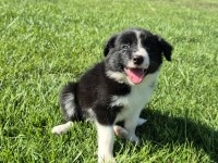Birinci Sınıf Border Collie Yavruları
