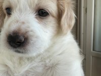 45 günlük köpeklerimiz