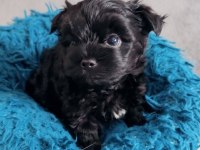 Black yorkshire terrier