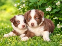 Mavi Gözlü Çikolata Beyaz Border Collie Yavrular