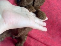 Safkan Kore poodle yavrular
