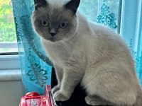 Sevimli british shorthair blue point kedimizi sahiplendirmek