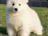 Elit Patiler Farkıyla Samoyed Yavrular