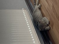 satılık kedi scottish fold