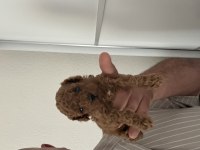 Sağlık Garantili Toy Poodle Yavrular