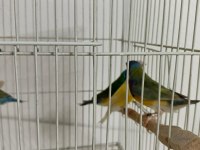 Golden finch