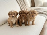 Renk Renk Maltipoo Yavrular