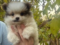 50 günlük ayı surat orijinal pomeranian boo