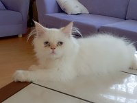4 aylık erkek