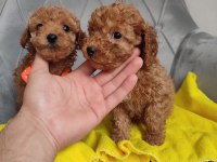 AVUÇ İÇİ KADAR RENK GÜZELLERİ POODLE