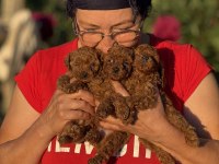 TEACUP BOY KOREAKAN TOY POODLE BEBEKLER KG GARANTİLİ