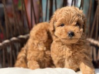 Toy Poodle güzellikler