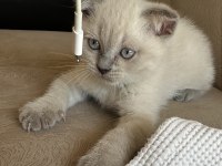 2 aylık scottish fold erkek Muğla merkez ve çevresi