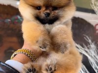 Pomeranian Boo Yavrular