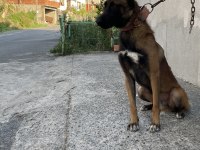 2,5 yaşlı Şecereli Belçika Malinois