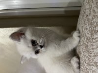 1 buçuk aylık dişi cins kedimiz