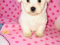 Maltese terrier 45 günlük bebekler