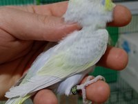 Rainbow muhabbet kuşları