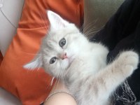 sahiplendirme bilgileri aradiğinizda konuşulacaktır.