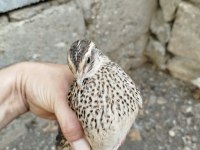 Anaç Altı Genç Bıldırcın