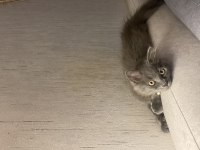 3 aylık dişi british longhair