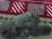 Yavru british shorthair kediler