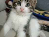 Sağlıklı ve Hareketli Yavru Dişi Kedim