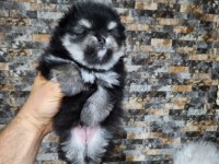 Muhteşem tüy yapısına sahip ok nadir bulunan pomeranian