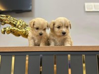 Maltipoo yavrularımız yeni ailelerini bekliyor