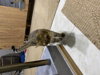 11 aylık british shorthair erkeğimiz yuvasını arıyor