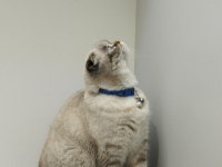Dişi 2 yaşında blue point scottish fold