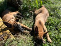 Belçika kurdu (Malinois)