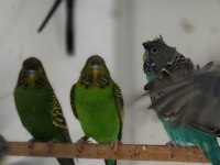 Çeşitli muhabbet kuşları show, jumbo, blackface, japones
