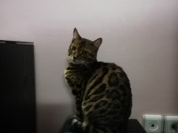SCR BELGELİ SAFKAN ERKEK BENGAL