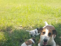 Show Kalite Fırlama Jack Russell Terrier Yavruları