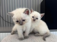 TESLİME HAZIR BEBEK KEDİLER