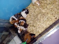 Yavru guinea pig