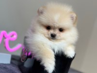 Orjinal Pomeranian bebeğimiz