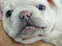 10 AYLIK ERKEK CREAM BLUE FRENCH BULLDOG
