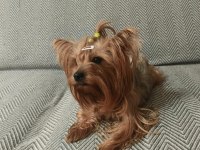 Yorkshire terrier erkek yavru