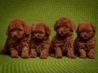 OYUNCAK BOY ERKEK DİŞİ POODLE KURABİYELER 