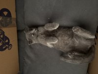 Sağlıklı ev kedisi scottish fold