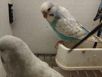 Alıştırmalık Bebek Muhabbet Kuşu Yavrular