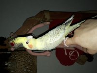 Sultan Papağanı Erkek Yer Ankara Mamak