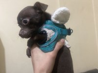 XXS CHİHUAHUA