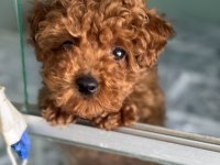 Ankaranın en özel toy poodle yavruları