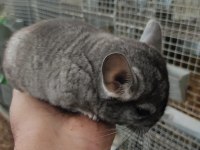En yumuşak chinchilla dostunuz