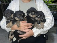 Rottweiler yavrular yeni yuvalarına hazır