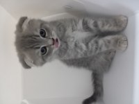 Dünyalar Tatlısı Scottish Fold Yavrularım